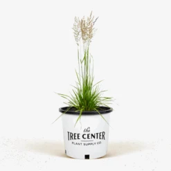 Karl Foerster Feather Reed Grass 6 Karl Foerster Feather Reed Grass -The Tree Center Store Karl Forester Feathered Reed Grass 3G 01 600x600 1