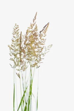 Karl Foerster Feather Reed Grass 7 Karl Foerster Feather Reed Grass -The Tree Center Store Karl Forester Feathered Reed Grass 3G 03 600x900 1