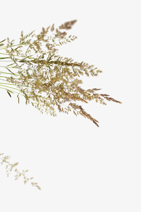 Karl Foerster Feather Reed Grass 1 Karl Foerster Feather Reed Grass