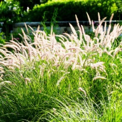 Karley Rose Fountain Grass -The Tree Center Store Karly Rose Fountain Grass 2 copy 600x600 1