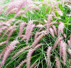 Karley Rose Fountain Grass -The Tree Center Store Karly Rose Fountain Grass 3 copy 600x568 1