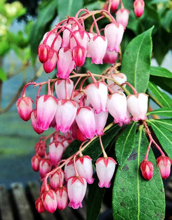 Katsura Pieris 3 Katsura Pieris - Image 3