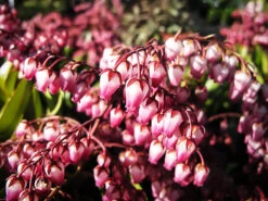 Katsura Pieris 7 Katsura Pieris -The Tree Center Store Katsura Pieris 3 copy 600x450 1