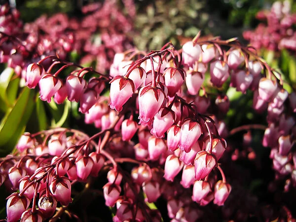 Katsura Pieris 4 Katsura Pieris - Image 4