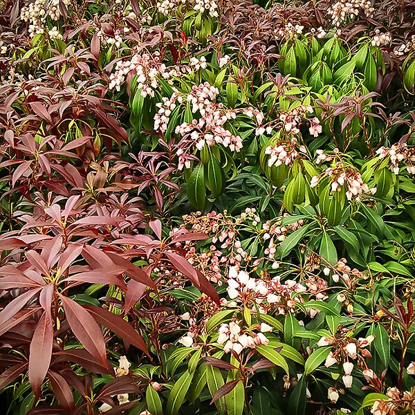 Katsura Pieris 2 Katsura Pieris - Image 2