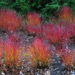 Kelsey's Dwarf Red Twig Dogwood -The Tree Center Store Kelsey Red Twig Dogwood 2 copy jpg