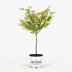 Kiyohime Japanese Maple -The Tree Center Store Kiyohime Japanese Maple 3G 01 1 600x600 1