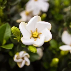 Kleim's Hardy Gardenia
