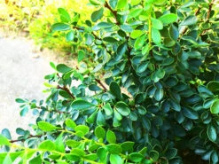 Kobold Barberry -The Tree Center Store Kobold Barberry 3 600x450 1