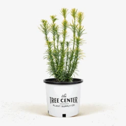 Korean Gold Plum Yew -The Tree Center Store Korean Gold Plum 2G 01 600x600 1