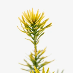 Korean Gold Plum Yew -The Tree Center Store Korean Gold Plum 2G 04 copy 2 600x600 1