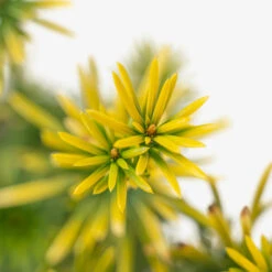 Korean Gold Plum Yew -The Tree Center Store Korean Gold Plum 2G 05 copy 2 600x600 1