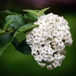 Korean Spice Viburnum -The Tree Center Store Korean Spice Viburnum 1.1 copy 600x600 1