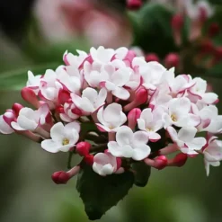 Korean Spice Viburnum -The Tree Center Store Korean Spice Viburnum 2 copy jpg webp