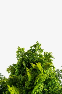 Koster's Hinoki Cypress -The Tree Center Store Kosters Hinoki Cypress 5G 02 600x900 1