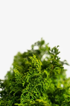 Koster's Hinoki Cypress -The Tree Center Store Kosters Hinoki Cypress 5G 05 600x900 1