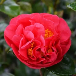 Kramer's Supreme Camellia -The Tree Center Store Kramers Supreme Camellia 2 copy jpg webp