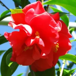 Kramer's Supreme Camellia -The Tree Center Store Kramers Supreme Camellia 3 copy jpg webp