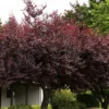 Krauter Vesuvius Purple Leaf Plum Tree