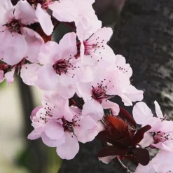 Krauter Vesuvius Purple Leaf Plum Tree -The Tree Center Store Krauter Vesuvius Purple Leaf Plum Tree 2 copy 600x600 1