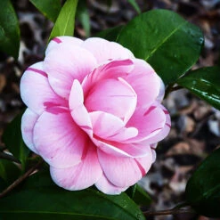 La Peppermint Camellia -The Tree Center Store La Peppermint Camellia 1 copy 600x600 1