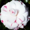 La Peppermint Camellia