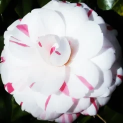 La Peppermint Camellia