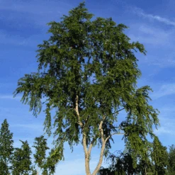 Lacebark Elm 7 Lacebark Elm -The Tree Center Store Lacebark Elm 1 e1694717418908