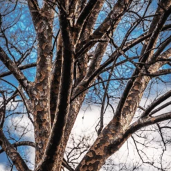 Lacebark Elm 6 Lacebark Elm -The Tree Center Store Lacebark Elm 3 e1694717542283 600x600 1