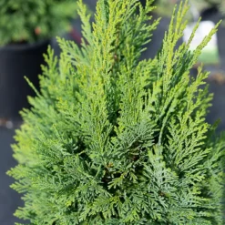 Lawson Cypress -The Tree Center Store Lawson Cypress 3 new 600x600 1