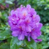 Lee's Best Purple Rhododendron