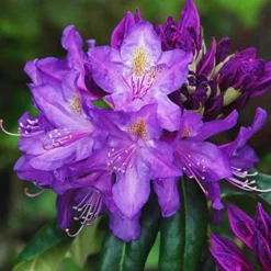 Lee's Best Purple Rhododendron -The Tree Center Store Lees Best Purple Rhododendron 2 copy jpg