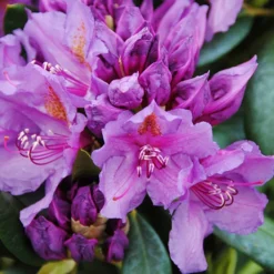 Lee's Best Purple Rhododendron -The Tree Center Store Lees Best Purple Rhododendron 4 copy jpg