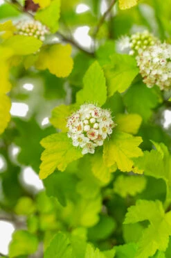 Lemon Candy Ninebark -The Tree Center Store Lemon Candy Ninebark 5G 04 copy 600x900 1