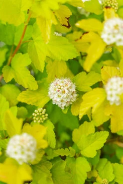 Lemon Candy Ninebark -The Tree Center Store Lemon Candy Ninebark 5G 05 copy 600x900 1