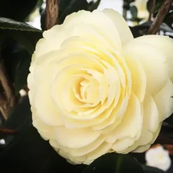 Lemon Glow Camellia -The Tree Center Store Lemon Glow Camellia 1 copy jpg webp