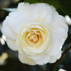Lemon Glow Camellia -The Tree Center Store Lemon Glow Camellia 3 copy 600x600 1