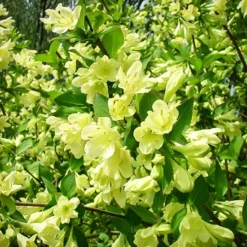 Lemon Ice Weigela -The Tree Center Store Lemon Ice Weigela 1 copy jpg webp