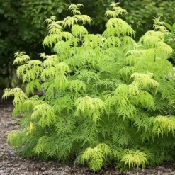 Lemony Lace Elderberry 9 Lemony Lace Elderberry -The Tree Center Store Lemony Lace Elderberry 1 copy jpg