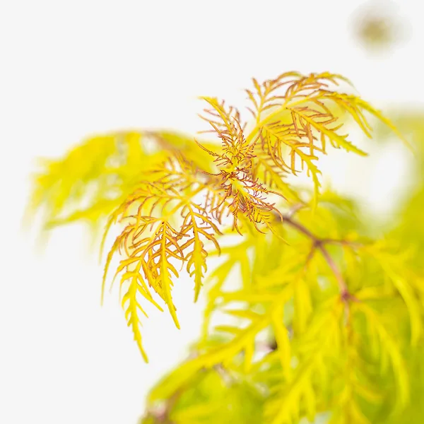 Lemony Lace Elderberry 1 Lemony Lace Elderberry