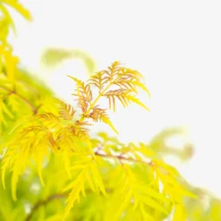 Lemony Lace Elderberry 7 Lemony Lace Elderberry -The Tree Center Store Lemony Lace Elderberry 3G 03 copy 600x600 1