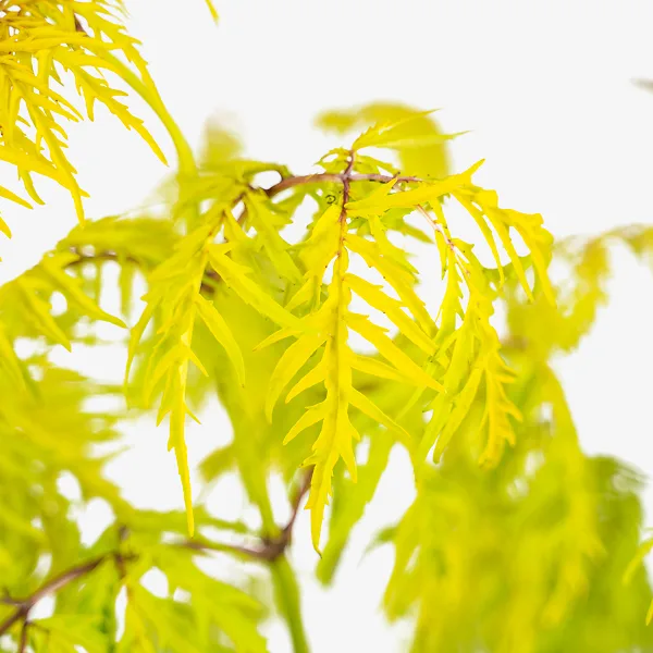 Lemony Lace Elderberry 2 Lemony Lace Elderberry - Image 2