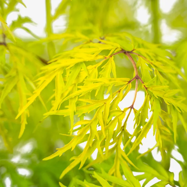 Lemony Lace Elderberry 4 Lemony Lace Elderberry - Image 4