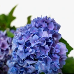 Let's Dance® Rhythmic Blue® Hydrangea -The Tree Center Store Lets Dance Rhythmic Blue Hydrangea 3G 02 copy 600x600 1