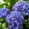 Let's Dance® Rhythmic Blue® Hydrangea