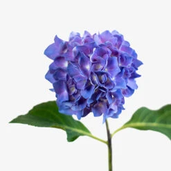 Let's Dance® Rhythmic Blue® Hydrangea -The Tree Center Store Lets Dance Rhythmic Blue Hydrangea 3G 07 copy 600x600 1