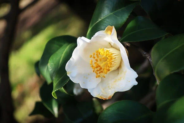 Leucantha Camellia 2 Leucantha Camellia - Image 2