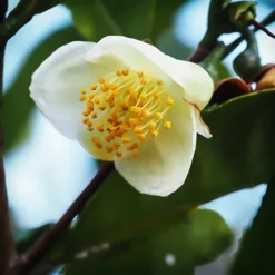 Leucantha Camellia 5 Leucantha Camellia -The Tree Center Store Leucantha Camellia 2 copy jpg webp