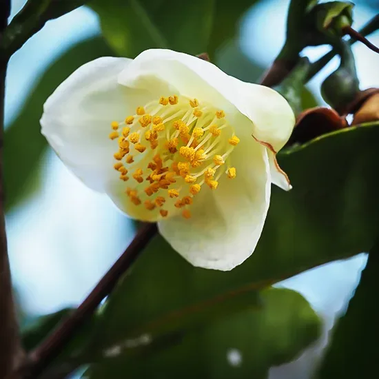 Leucantha Camellia 3 Leucantha Camellia - Image 3