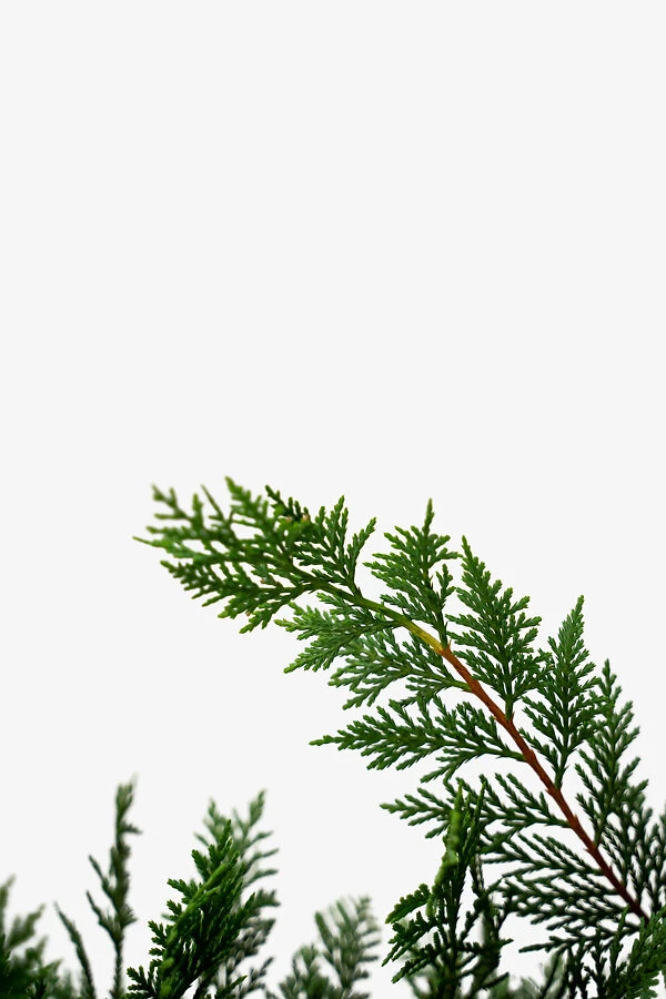 Leyland Cypress 1 Leyland Cypress